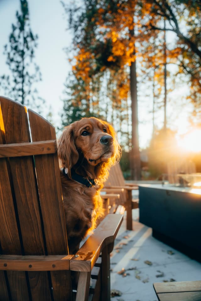 Pets at the Ranch